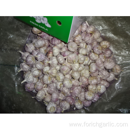 Fresh Normal White Garlic Crop 2019